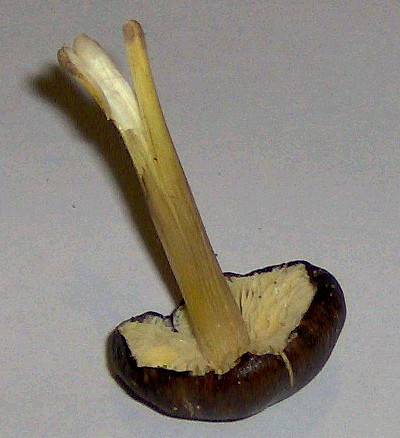 Hygrocybe...pulcherrima